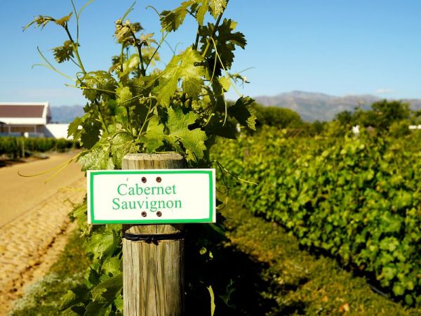 Vinho Cabernet Sauvignon chileno