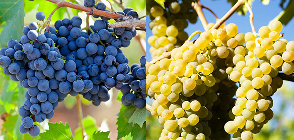 Alto De La Ballena Reserva Tannat - Viognier 2016 - Uvas