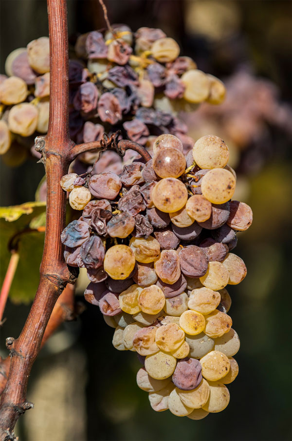 Château Jean Galan Sauternes AOC 2019 - Uvas