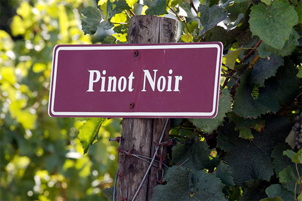 Os 10 melhores Pinot Noirs para deixá-lo sem palavras