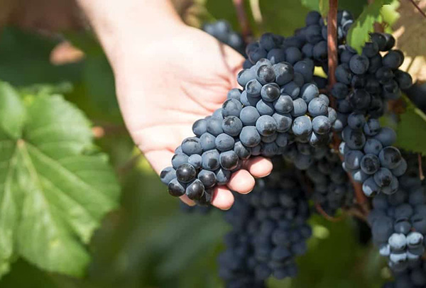 Montemajor Danza Delle Spade Primitivo Salento IGP 2019 - Uvas