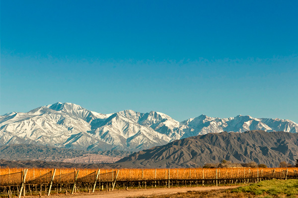 Las Perdices Tinamú 2019 - Terroir