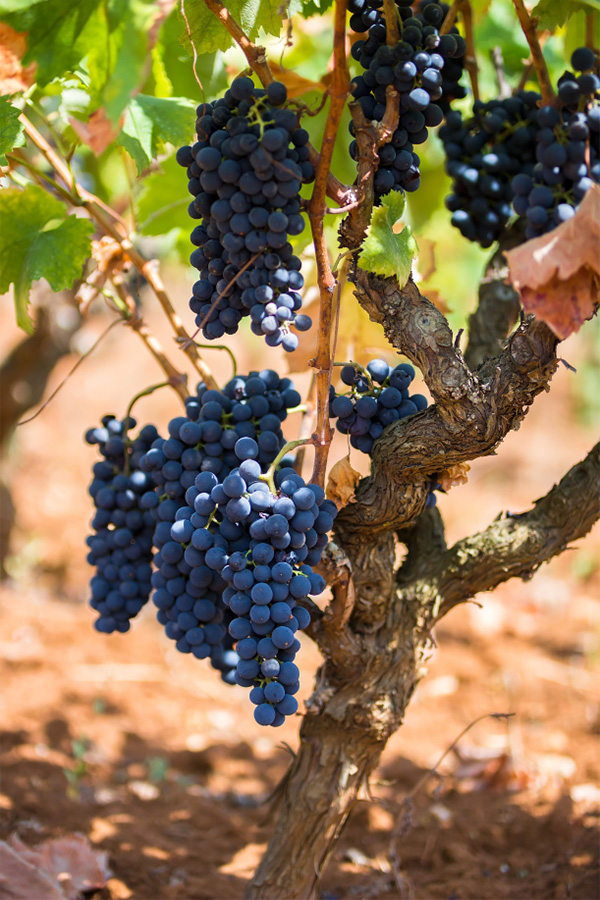 Nero Reale Primitivo di Manduria DOC 2021 - Terroir