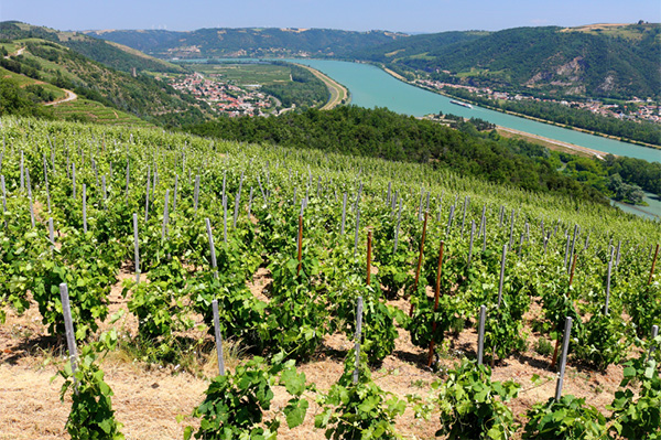 Cuvée du Bon Père Côtes du Rhône Villages AOP 2020 - Terroir