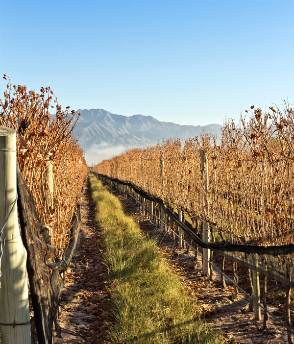 Fuzion Alta Malbec 2021 - Terroir