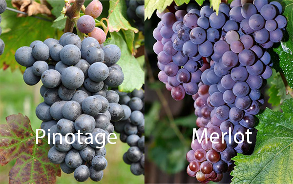 Kumala Merlot Pinotage - Uvas