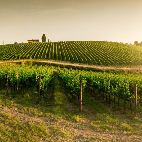 Villa Puccini Governo All'Uso Toscano Toscana IGT 2021 - Terroir