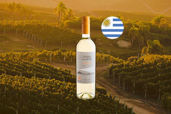Tierra del Mar Sauvignon Blanc 2023 - Thumbnail
