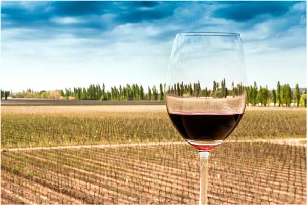 Kit Vinhos Argentinos La Grupa com 4 Rótulos Irresistíveis e Acessíveis 2