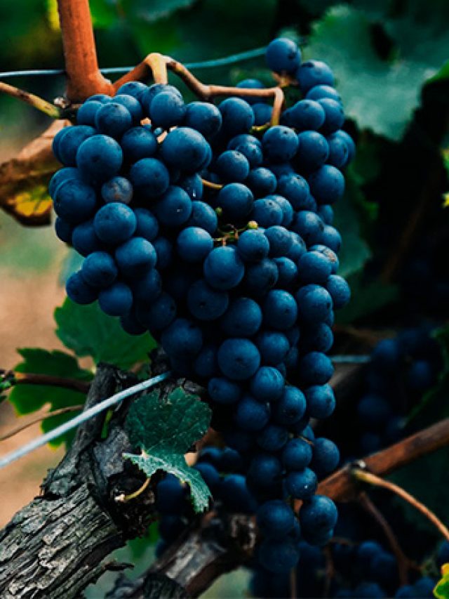 um delicioso vinho Alentejano varietal feito com a Touriga Nacional, por um preço bem honesto